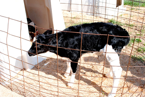 2 day old cow