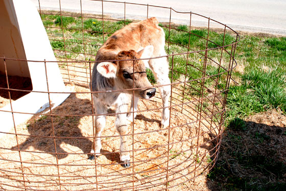 brown baby cow