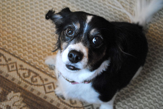 Sydney waiting for a treat