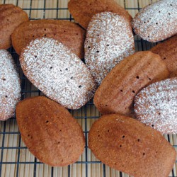 Chocolate Madeleines