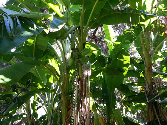 Banana Tree