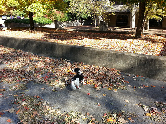 Sydney at Vanderbilt