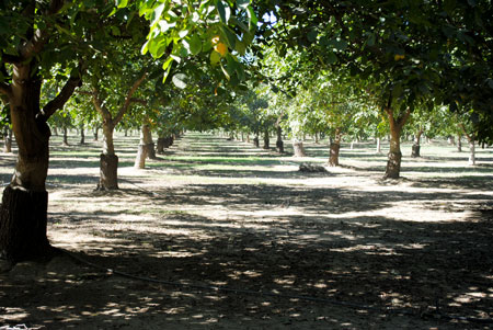 2014 California Walnut Harvest Tour