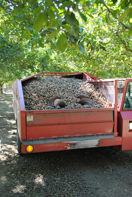 2014 California Walnut Harvest Tour