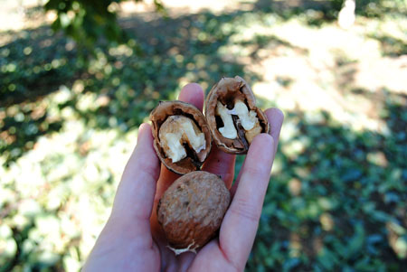 2014 California Walnut Harvest Tour