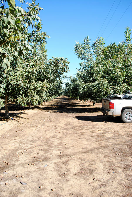 2014 California Walnut Harvest Tour