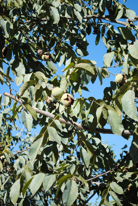 2014 California Walnut Harvest Tour